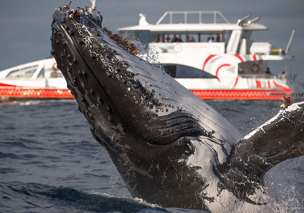 Whale Watching, 3hr Discovery Cruise